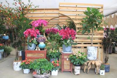 園藝嘉年華之馨泉花卉 探秘蝴蝶蘭的新應(yīng)用奧秘與禮品花卉銷售